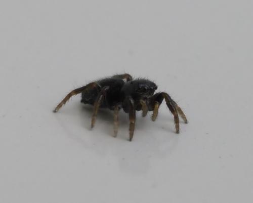 Chalcoscirtus sp.